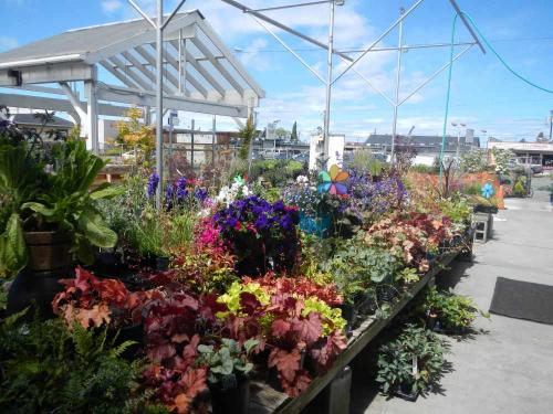Port Angeles Plants, Greenhouse and Nursery